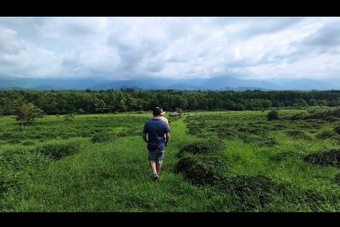 1,5 Hours Tea House and Tea Garden Trip in Ozurgeti Georgia - A quiet introduction to Guria’s tea country