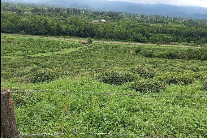 1,5 Hours Tea House and Tea Garden Trip in Ozurgeti Georgia - Timing, pickup, and the short route from Ozurgeti