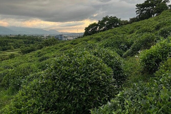 1,5 Hours Tea House and Tea Garden Trip in Ozurgeti Georgia - The setting and atmosphere