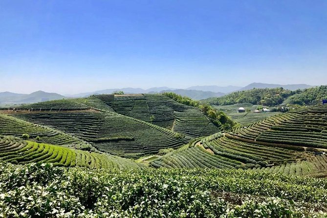 1-day Village Tea Picking, Roasting & Serving Guided Private Tour from Hangzhou - Leaving Hangzhou for the tea fields