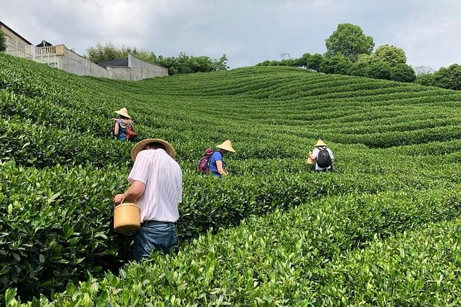 1-day Village Tea Picking, Roasting & Serving Guided Private Tour from Hangzhou - What the guide adds to the day