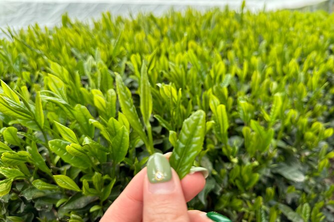 7 Hours Private Guided Tour Uji and Wazuka Matcha Farm - Why Uji makes a smart starting point