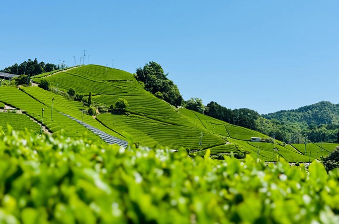7 Hours Private Guided Tour Uji and Wazuka Matcha Farm - What the $520 price really buys