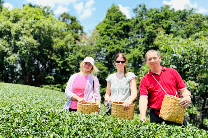 7 Hours Private Guided Tour Uji and Wazuka Matcha Farm - Wazuka tea fields and an 800-year tradition