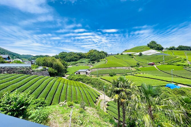 7hr Private Wazuka True Hidden Kyoto Matcha Farm Experience - Why Wazuka makes a better tea day than another Kyoto café