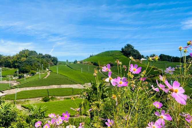 7hr Private Wazuka True Hidden Kyoto Matcha Farm Experience - From picking and processing to the final cup