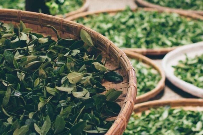 90minutes Tea Preparation and Tasting Experience in Como - A thoughtful tea lesson near central Como