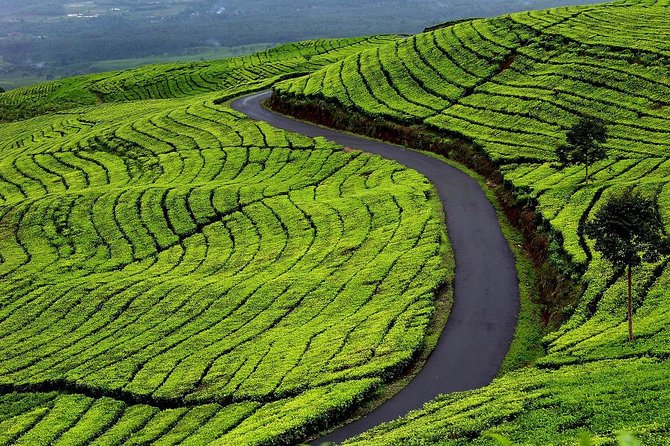 Active Volcano, Rice Field, Hot Spring, Fruit market, Tea Plantation with Lunch - Lembang Fruit Market: a tasty first stop