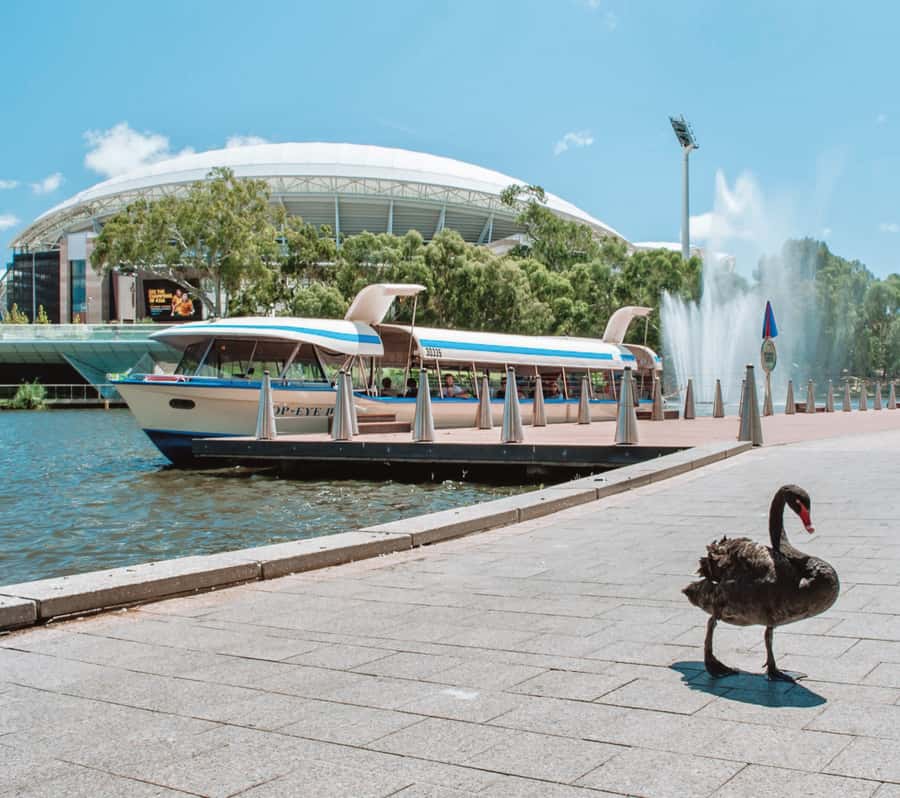 Adelaide: River Torrens Popeye Devonshire Tea Cruise - How much value do you get for $28?