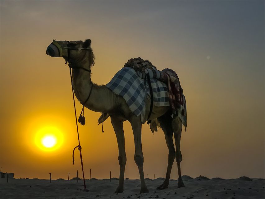 Agadir/Taghazout/Port: Camel Ride Tea & BBQ Option - Key points before you book