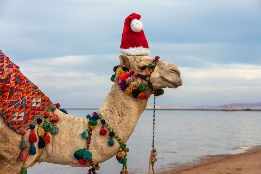 Agadir/Taghazout/Port: Camel Ride Tea & BBQ Option - Should you book the Agadir camel ride?