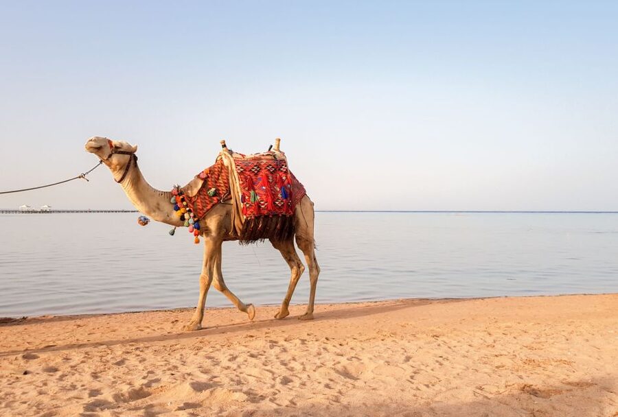 Agadir/Taghazout/Port: Camel Ride Tea & BBQ Option - Tea at Camel Tea Place
