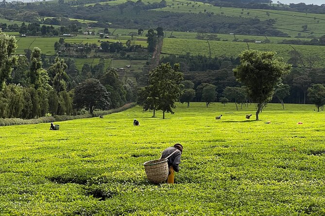 Agro-Tourism Tea Workshop in Nandi Hills - Key points about the Nandi Hills tea day