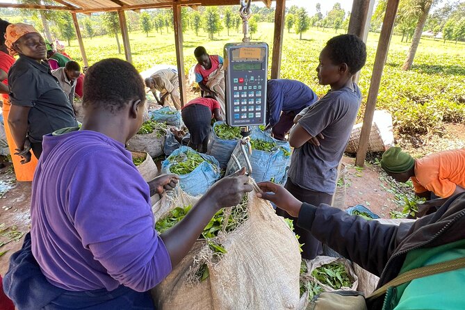 Agro-Tourism Tea Workshop in Nandi Hills - Watching tea being harvested by hand