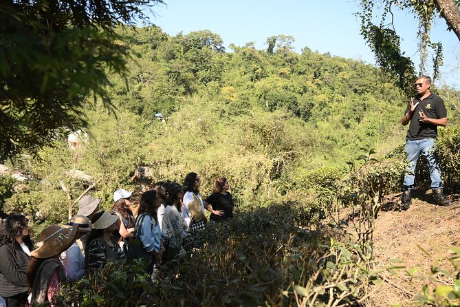 Amchong Tea Estate + Factory Visit (with Hi-tea only) - Key points at a glance