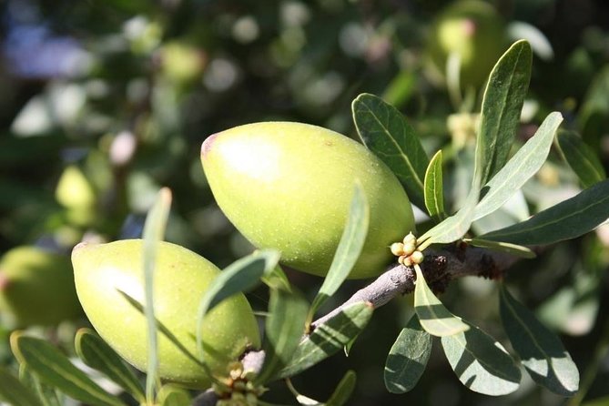 Argan Forest, tea time at a Berbers family & Visit of an Argan cooperative. - Walking beneath the argan trees