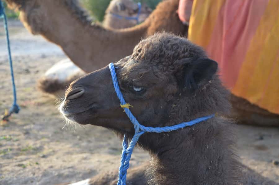 Around Marrakech: Camel Ride in Palm Groves including Tea - Practical tips for a smoother outing
