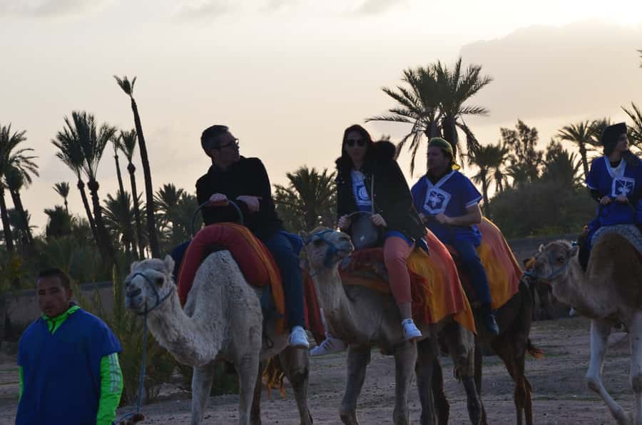 Around Marrakech: Camel Ride in Palm Groves including Tea - Village views and a glimpse of local life
