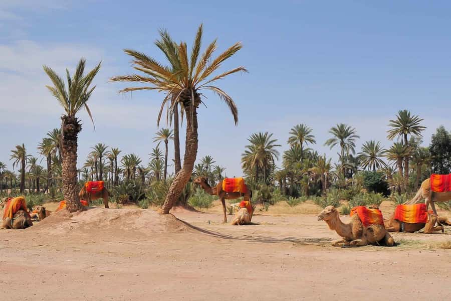 Around Marrakech: Camel Ride in Palm Groves including Tea - Should you add the quad bike option?