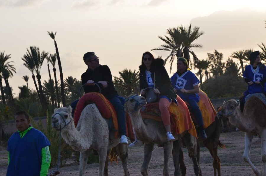 Around Marrakech: Camel Ride in Palm Groves including Tea - How the $47 price measures up
