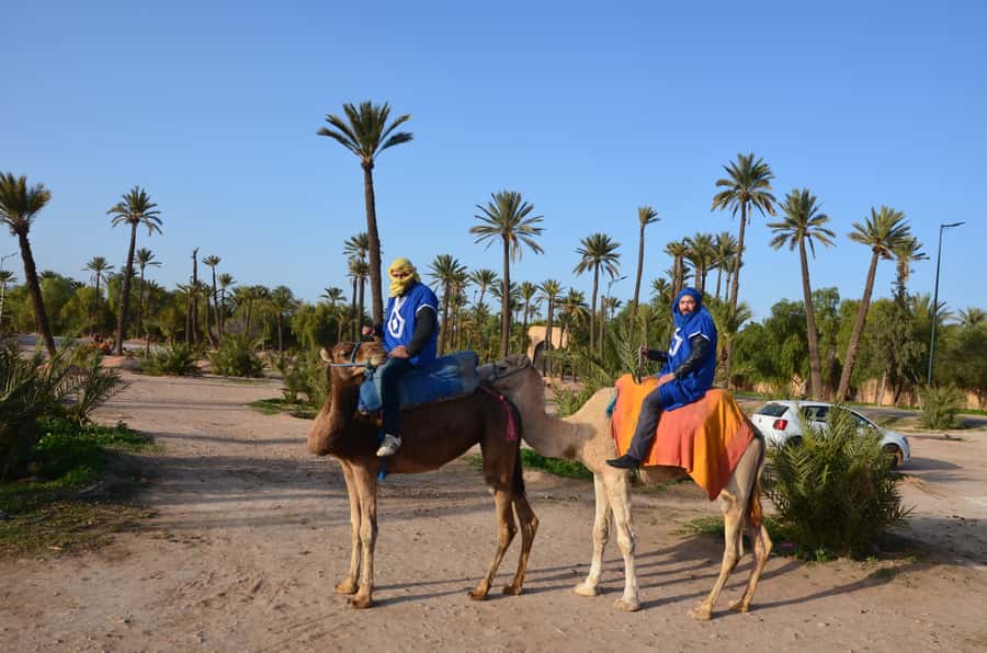 Around Marrakech: Camel Ride in Palm Groves including Tea - Who will enjoy it most?
