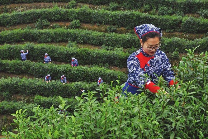 Authentic Hangzhou Longjing Tea Culture Experience Tour - The tea ceremony and tasting session