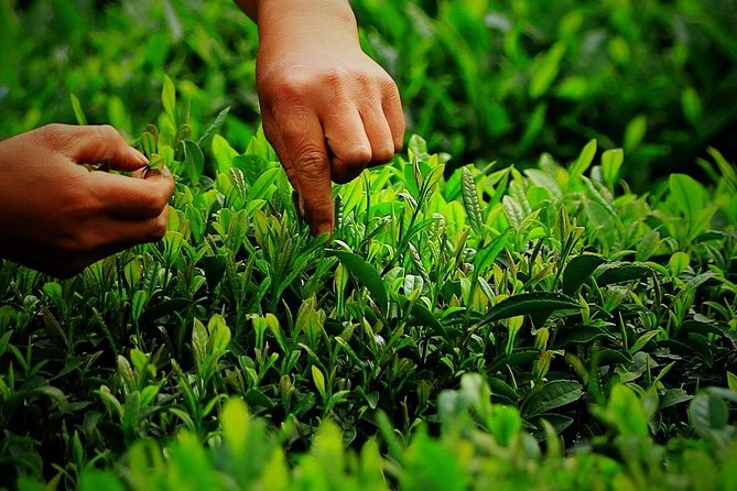 Authentic Hangzhou Longjing Tea Culture Experience Tour - Who will enjoy this Hangzhou tea outing
