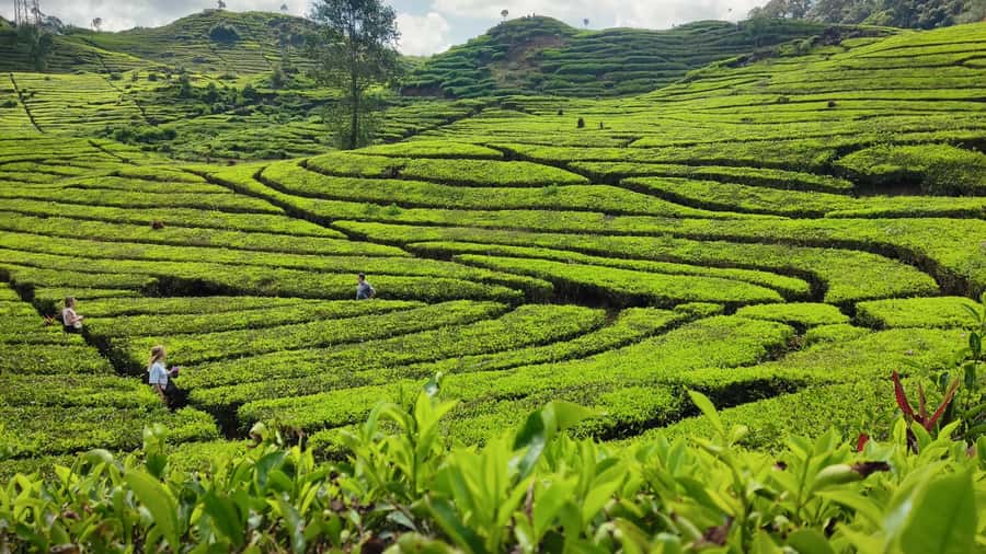 Bandung: White Crater, Scenic Tea Plantations & Hot Spring - Who should book this South Bandung day trip?