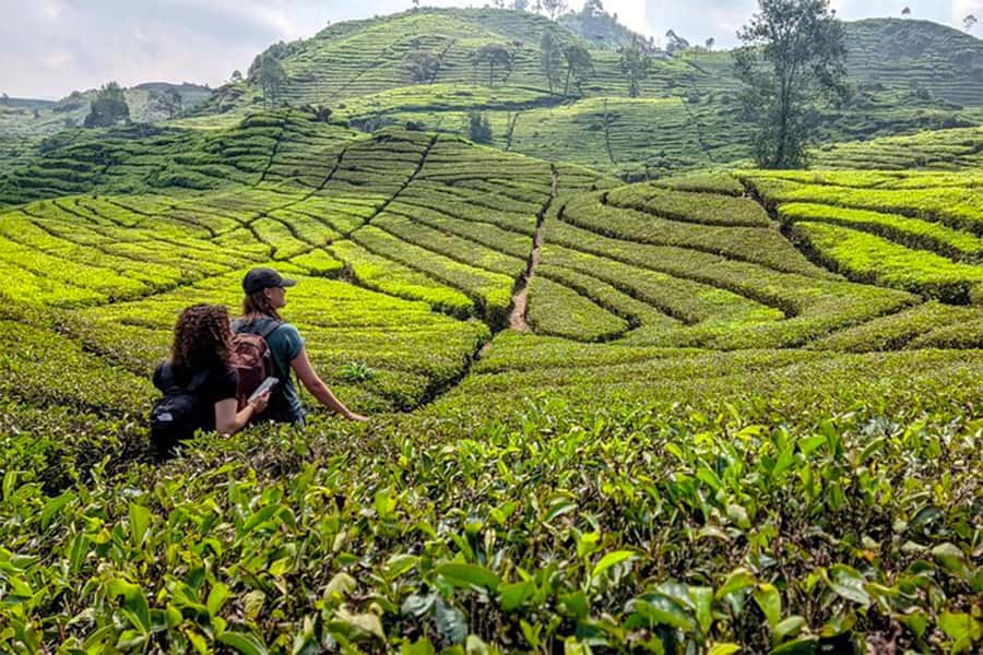 Bandung: White Crater, Scenic Tea Plantations & Hot Spring - Tea gardens and the Sunan Ibu walk