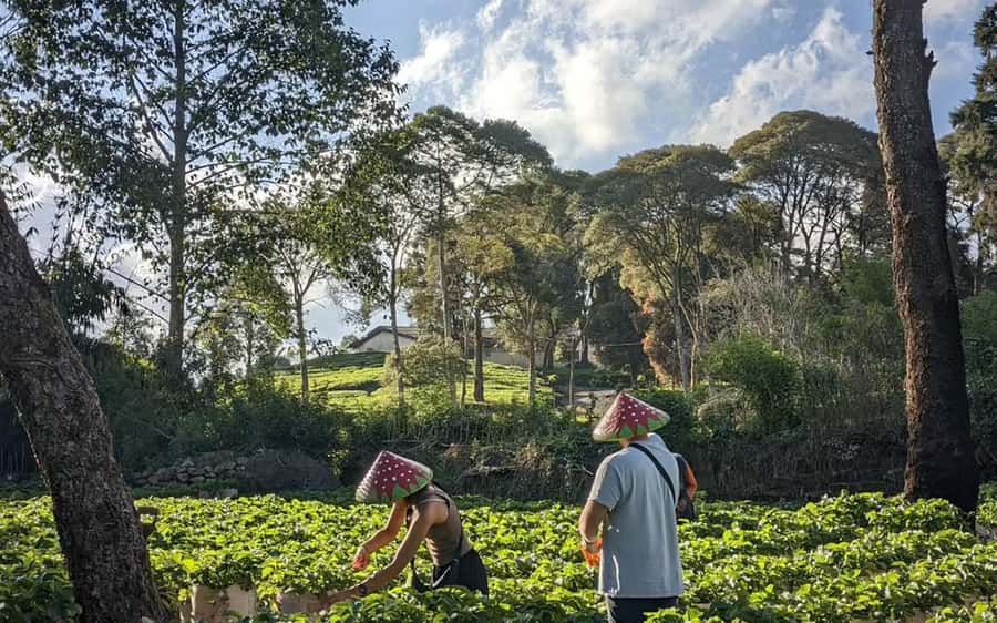 Bandung: White Crater, Scenic Tea Plantations & Hot Spring - The guides make the biggest difference