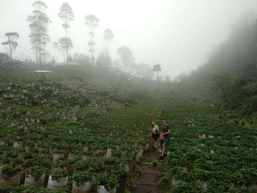 Bandung : White Crater, Tea Plantation Tour Guide Bandung - Timing, clothing, and comfort