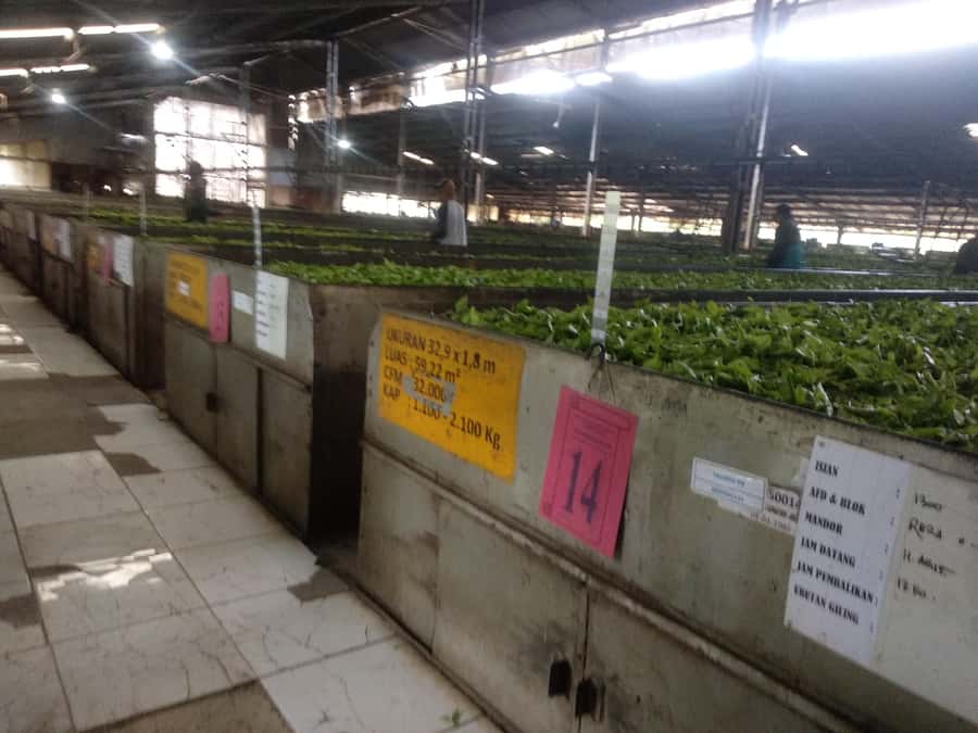 Bandung : White Crater, Tea Plantation Tour Guide Bandung - Is $57 good value?