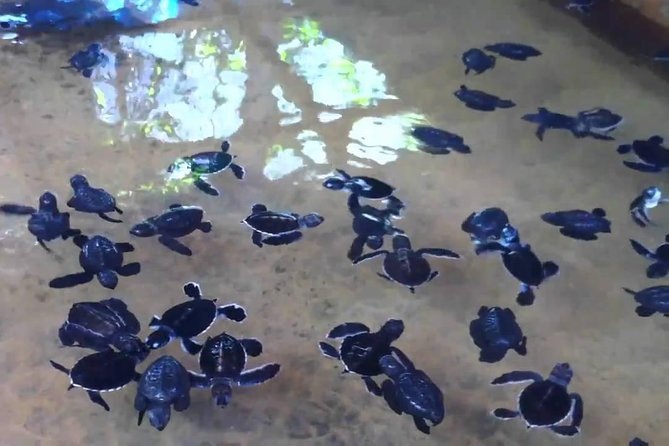 Bentota Village Tour with River Safari & Tea Plantation/Factory - All Inclusive - Turtle conservation, village crafts, and local enterprise