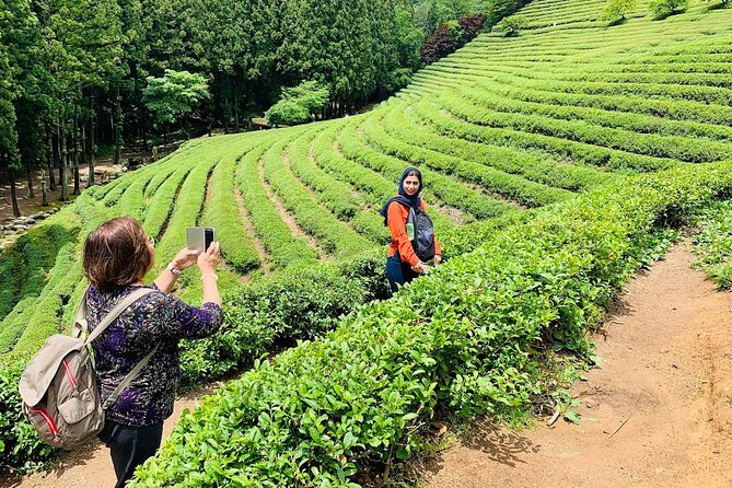 Boseong Tour : Green Tea Field, Mountain & Lake Trail (Private) - Haepyeong Lake’s 3.9-kilometer forest walk