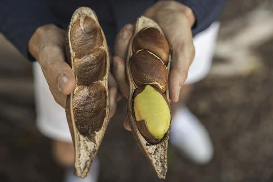 Bundaberg: Half Day Indigenous Experience with Morning Tea - Key things to know before you book