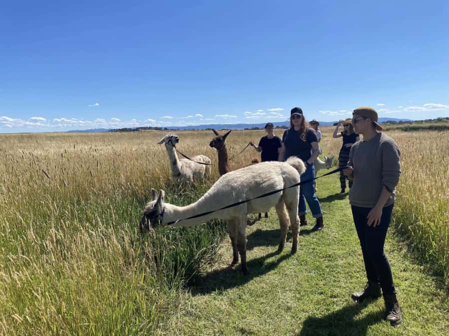 Canberra: Alpaca Adventure Farm Tour (morning tea included) - Key points at a glance