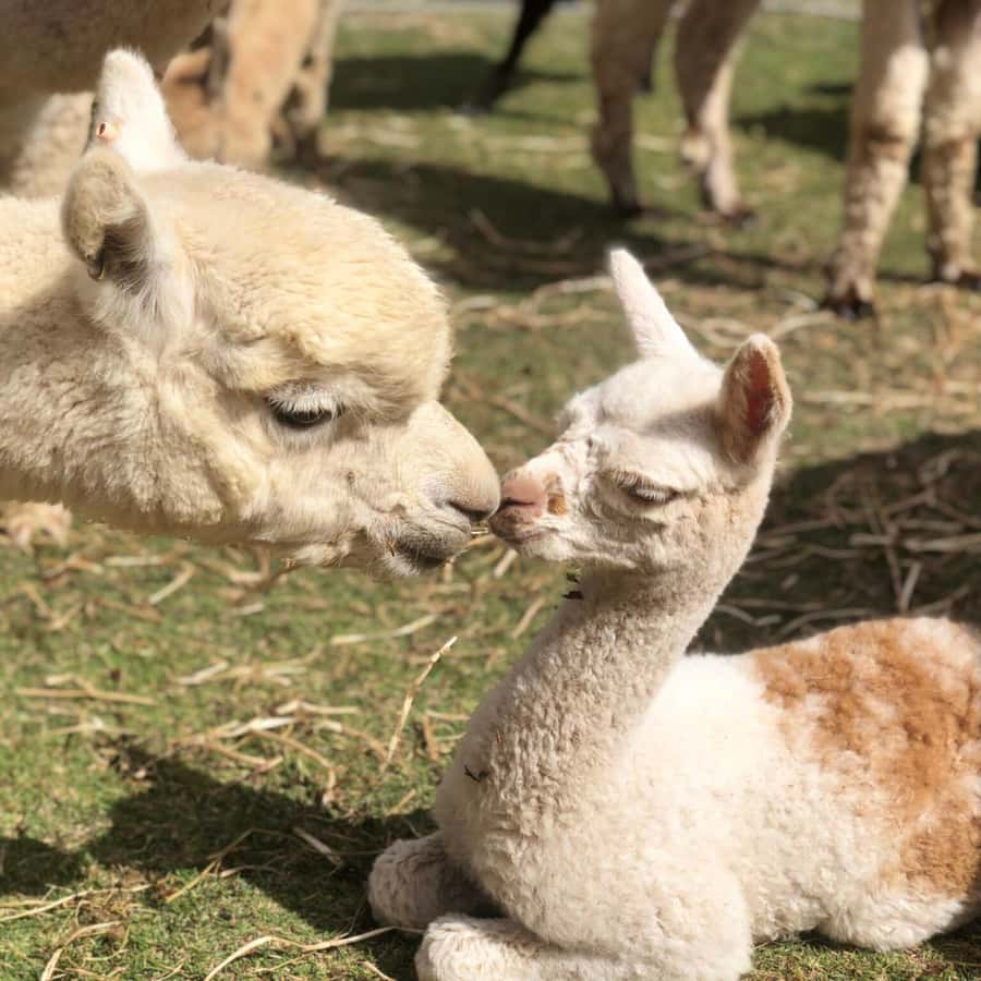Canberra: Alpaca Adventure Farm Tour (morning tea included) - Learning the difference between alpacas and llamas