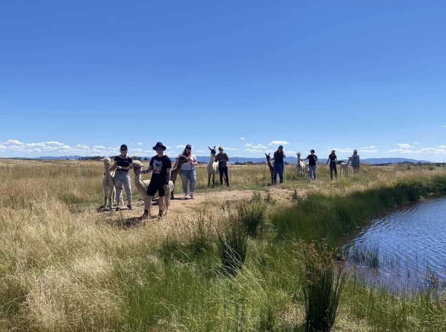 Canberra: Alpaca Adventure Farm Tour (morning tea included) - Feeding the alpaca and llama herd