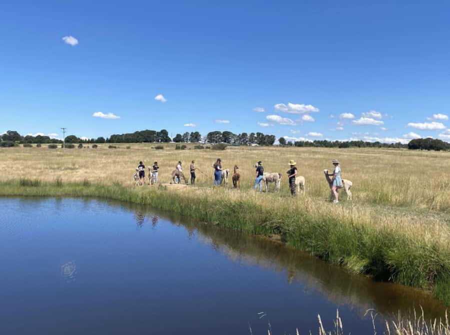 Canberra: Alpaca Adventure Farm Tour (morning tea included) - What to bring and how to prepare