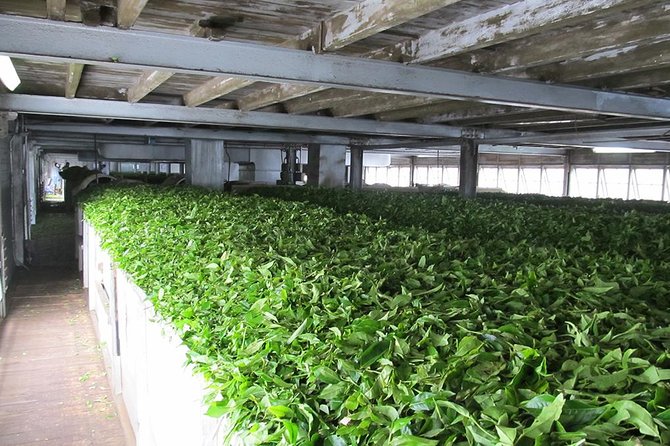 Ceylon Tea Experience Start from Colombo Port Passenger Terminal - Independence Square and Colombo’s Modern Center