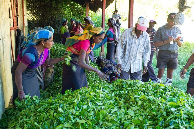 Ceylon Tea Experience Start from Colombo Port Passenger Terminal - Seema Malakaya on Beira Lake