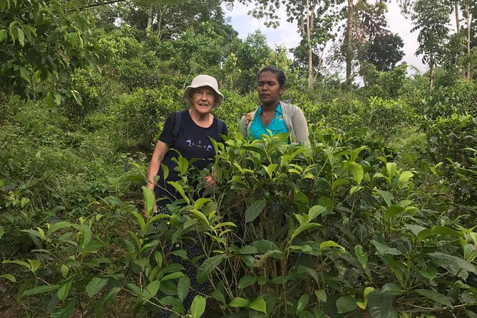 Ceylon Tea Experience Start from Colombo Port Passenger Terminal - Green Path Wall Art and Local Shopping