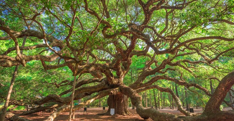 Charleston: Wadmalaw Island Wine Tasting and Tea Garden Trip - Charleston Tea Garden and its trolley ride
