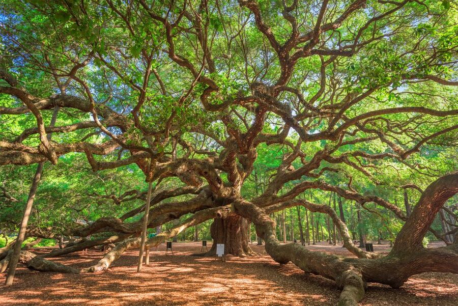 Charleston: Wadmalaw Island Wine Tasting and Tea Garden Trip - The Angel Oak: a short stop beneath a very old tree