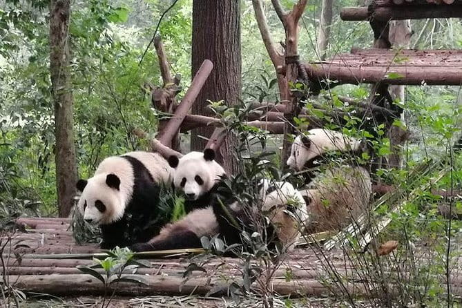 Chengdu Dujiangyan Leshan Buddha Tea Plantation and Sichuan Cooking 3 Days - Key points to know before booking
