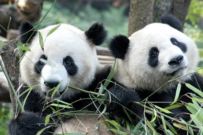 Chengdu Dujiangyan Leshan Buddha Tea Plantation and Sichuan Cooking 3 Days - Who should book this Sichuan experience?