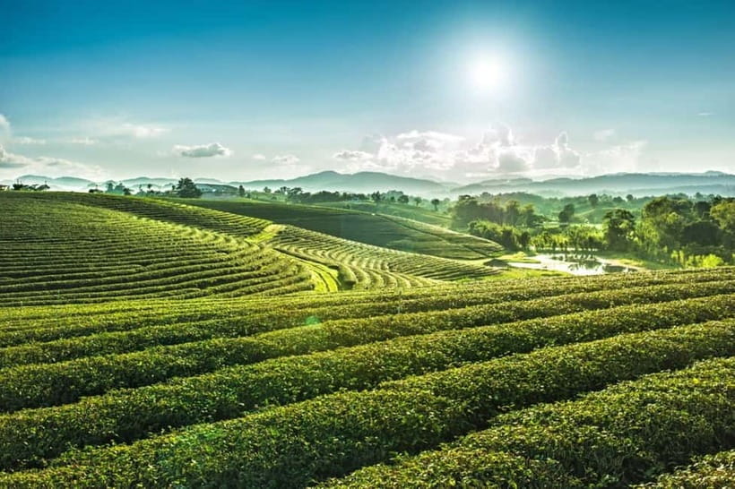Chiang Rai: 7 Major Sites, Golden Triangle & Tea Plantation - At a glance