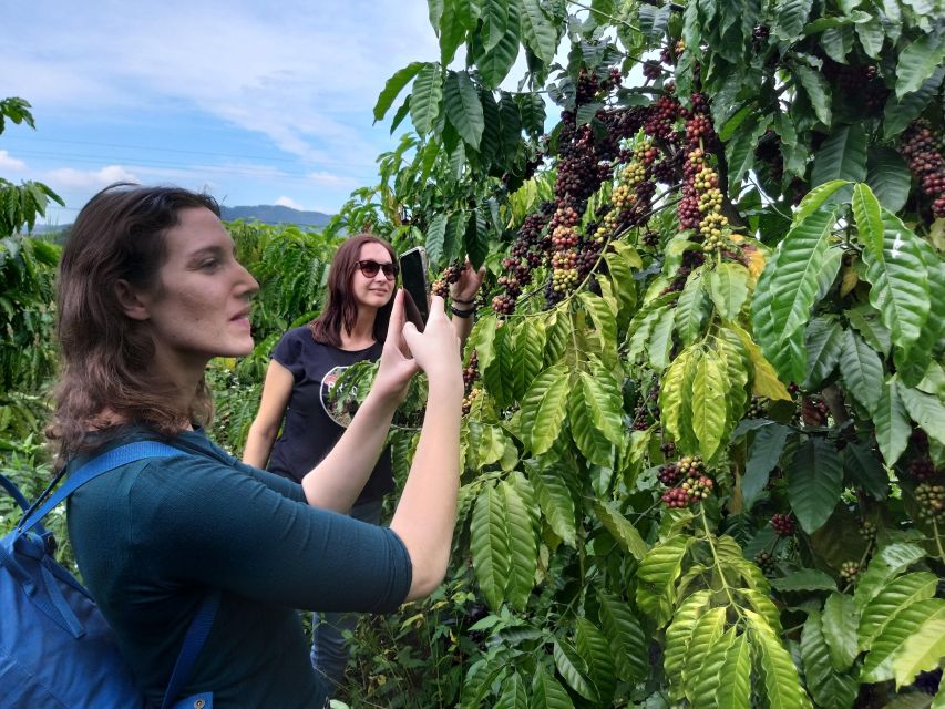 Coffee - Wine - Tea Da Lat's Agricultural Treasures Tour - Why this Da Lat tour works well