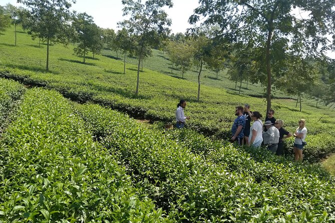Coffee - Wine - Tea: Dalat Treasures tour - Phát Chi Tea Farm: a quieter agricultural stop