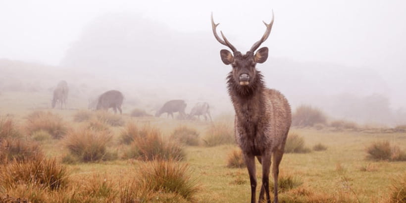 Comprehensive Excursion: Horton Plains and Pedro Tea Factory - World’s End and the problem of fog